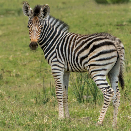 Close-up portrait of zebra standing on grass