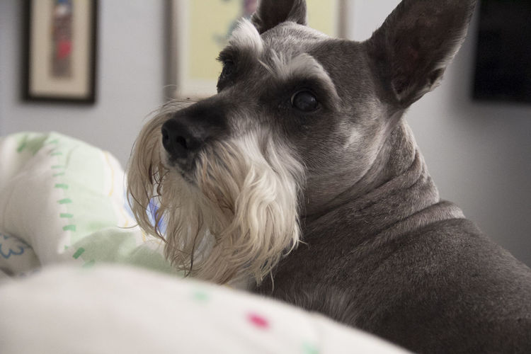 Close-up of miniature schnauzer at home