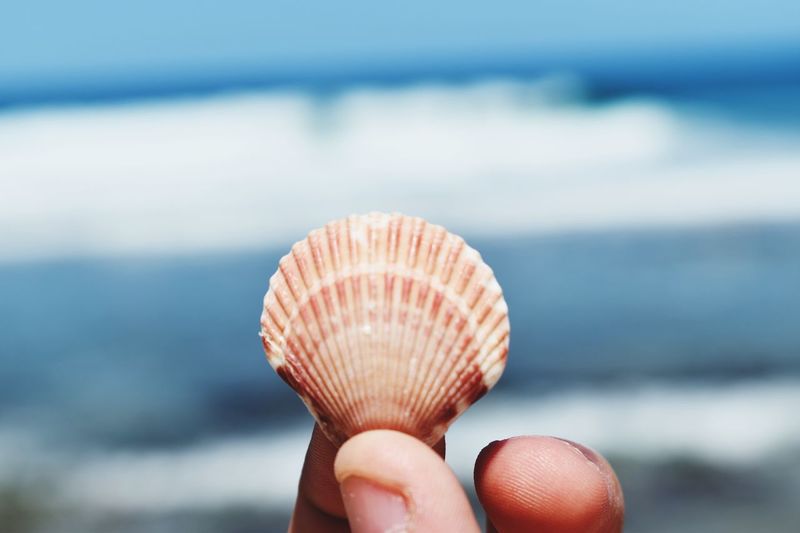 Cropped hand holding seashell against sea