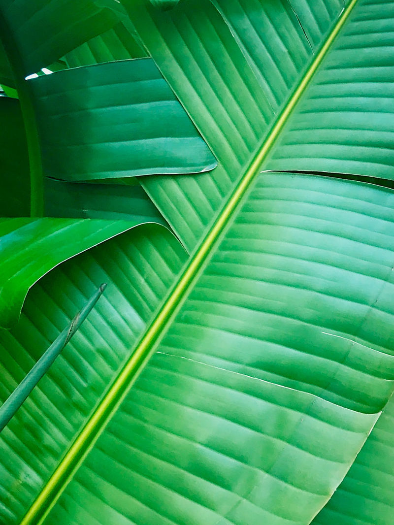 Banana Leaf pictures | Curated Photography on EyeEm