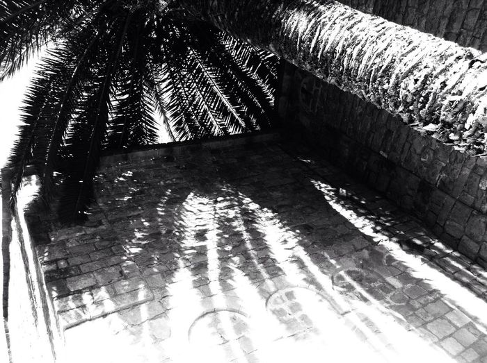 Low angle view of palm trees by swimming pool