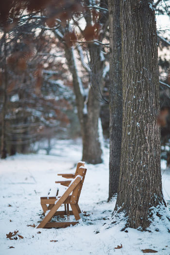 Bench near a tree on field during winter