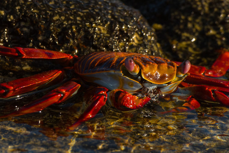 Close-up of red crab in shallow water