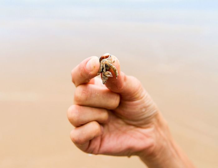 Close-up of man holding crab on beach