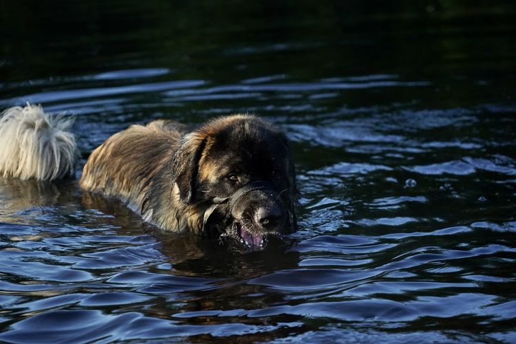 Portrait of dog swimming in lake