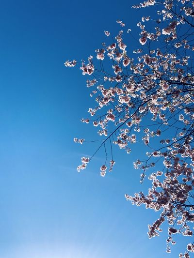 Low angle view of cherry blossoms against blue sky