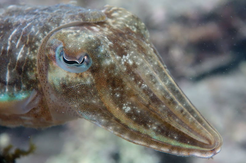 Mourning cuttlefish in sydney