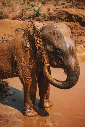 Elephant bath in the mud