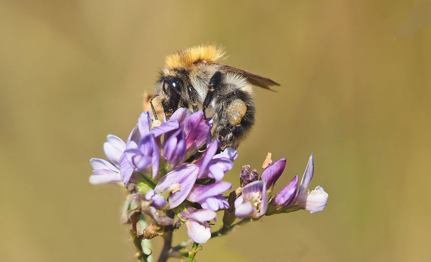 Close-up of bumblebee on purple flowers