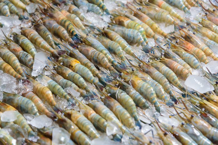View of shrimps for sale at market