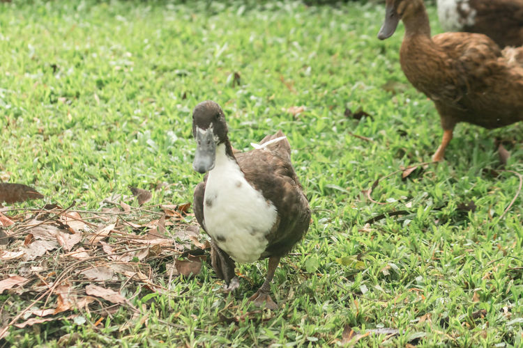 bird