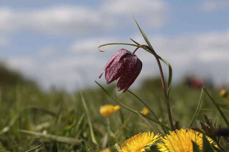 plant