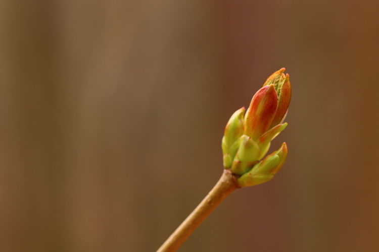 Close up of young shoot