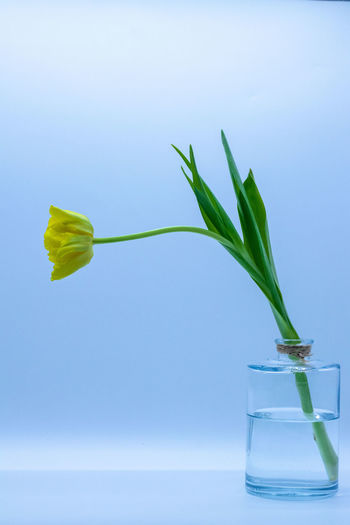Close-up of plant in vase against blue background