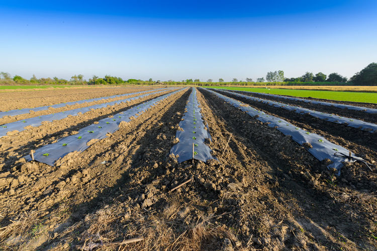 Panoramic view of agricultural field against clear sky