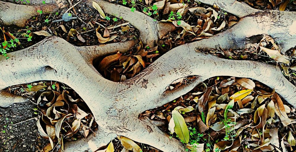 Close-up of old wood