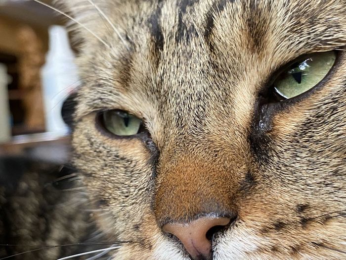 Close-up portrait of a cat