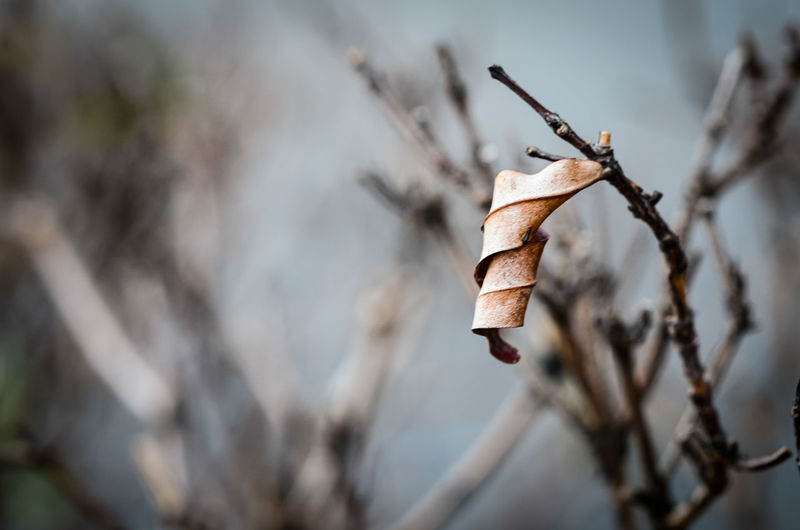 Close-up of dry leaf on branch.