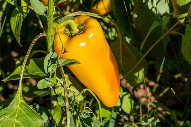 Close-up of bell pepper on plant