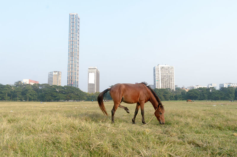 A horse grazing at maidan area open playground brigade parade ground  kolkata