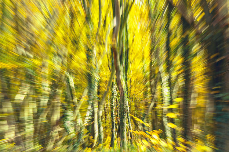 Full frame shot of yellow plants on field