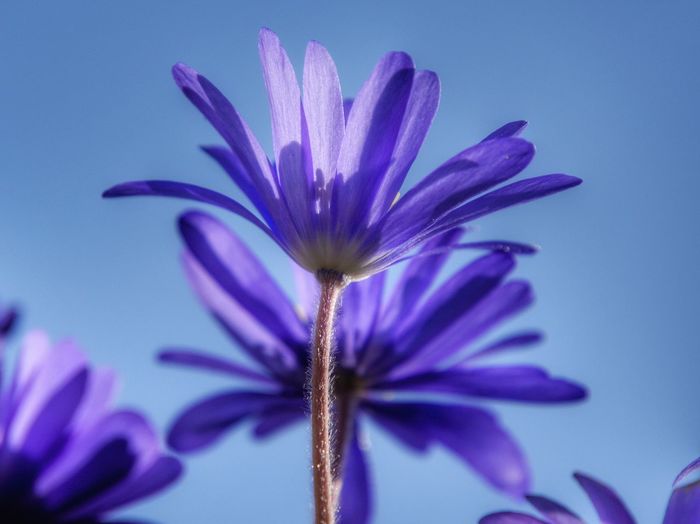 Close-up of purple anemone blanda flower against blue sky