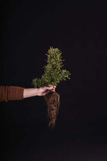 Cropped hand of woman holding plant against black background