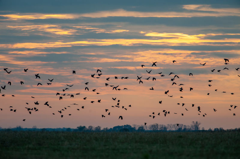 Flock of starlings flying above fields