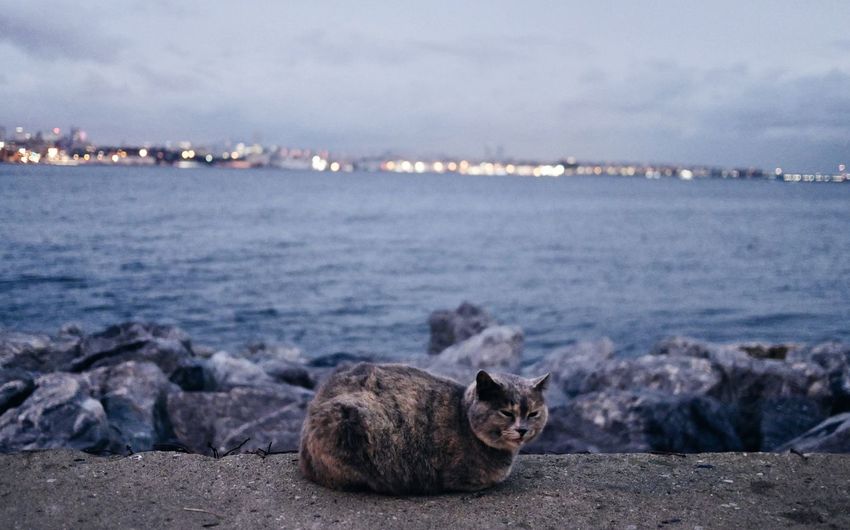 Portrait of cat on sea shore