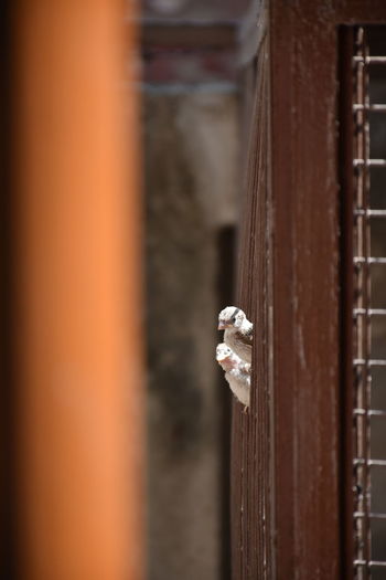 Close-up of bird on metal door