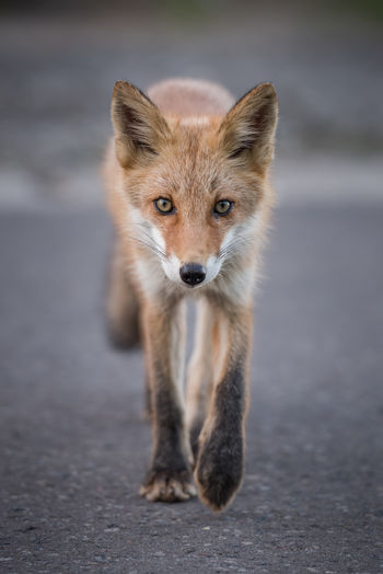 Portrait of fox on road